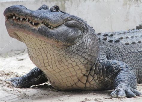 American Alligator in The Everglades National Park, Florida Stock Photo ...