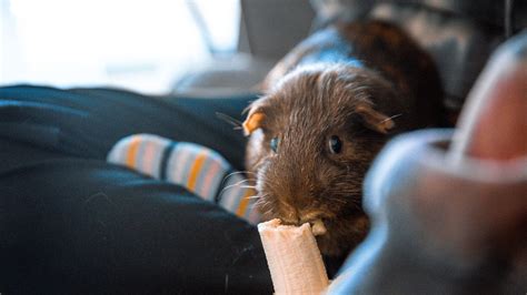 Os Porquinhos da Índia podem comer Bananas Refúgio Invertido