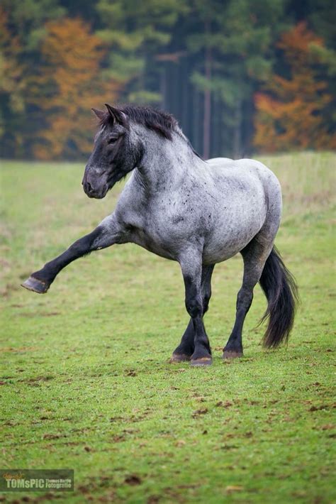 Pin by Kelsey Kramer on All the Pretty Horses | Beautiful horses, Cute ...