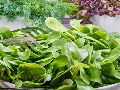 When To Harvest Spinach For Maximum Yield