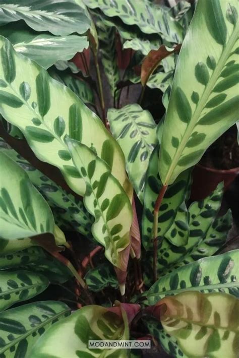 Rattlesnake Plant Care Guide Calathea Lancifolia