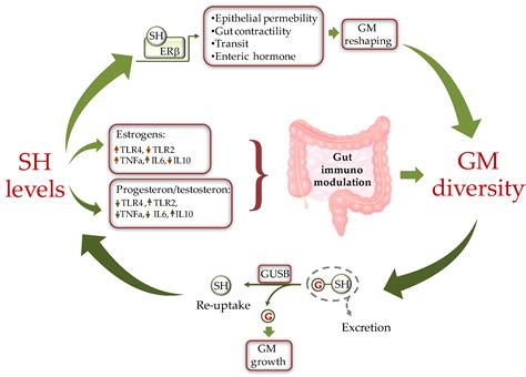 Gut Microbiota And Sex Hormones Encyclopedia Mdpi