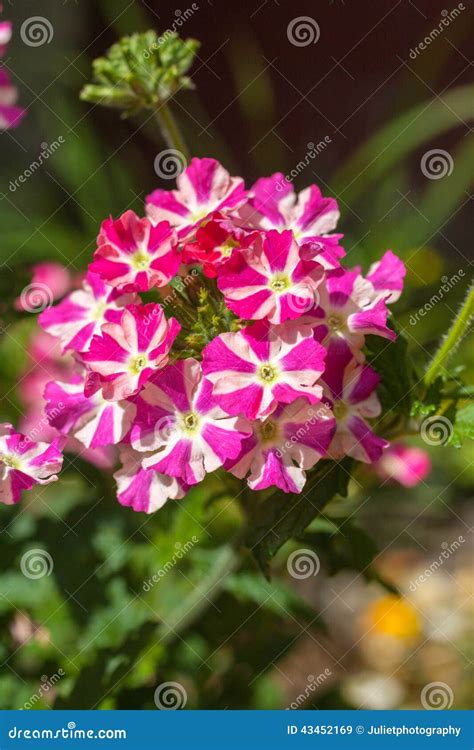 Beautiful Pink And White Verbena Flower In The Garden Stock Image