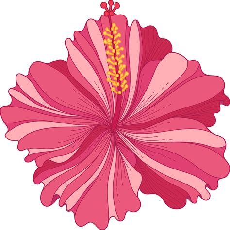 Hand Drawn Pink Hibiscus Tropical Flower 10172389 Png