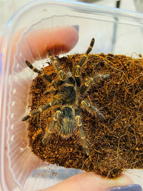 Grammostola Pulchripes 25cm Kl