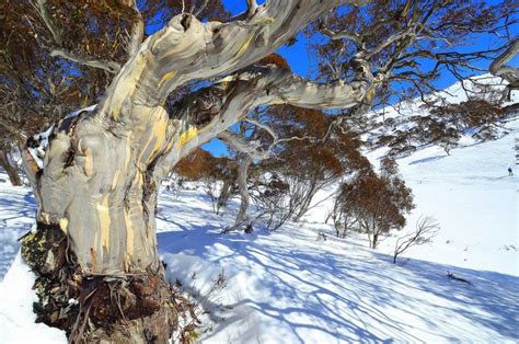 Perisher Valley Australia Chilby Photography Mountain Landscape