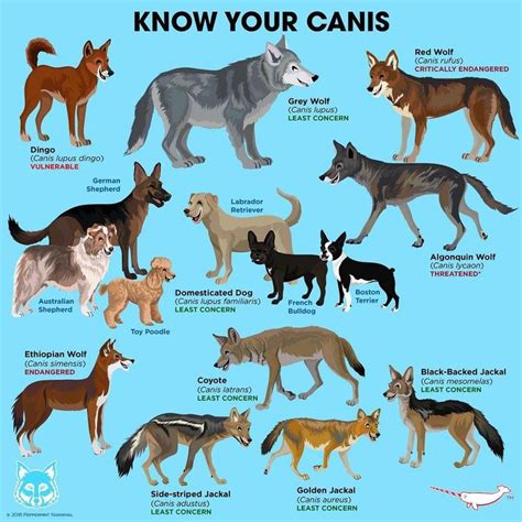 Peppermint Narwhal on Instagram: “Know Your #canis #wolfawarenessweek #wolf #wolves # ...