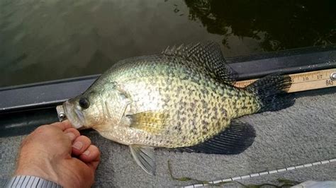 What is your Biggest Crappie (Length)?