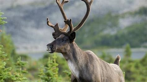 Caribou habitat restoration may be ineffective in the short term, says ...