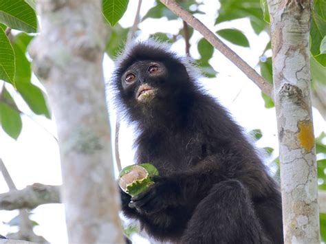 Robinson S Banded Langur Presbytis Robinsoni