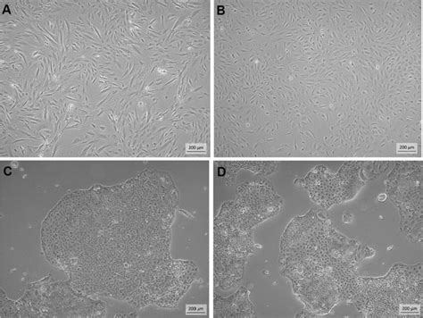 Morphological Characteristics Of CCD841 CoN And HT 29 Cells At