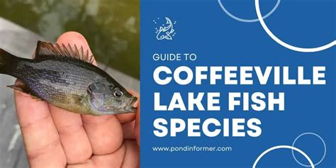 List Of Fish Species In Coffeeville Lake Updated Pond Informer