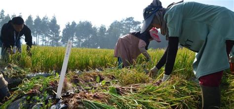 Berita Bsip Tanaman Sayuran Upbs Melaksanakan Panen Benih Bawang