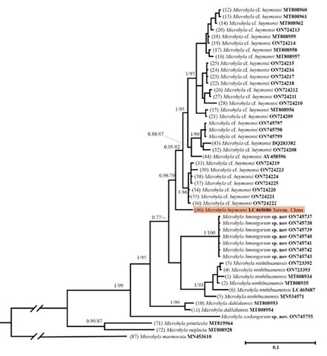 Bayesian inference matrilineal genealogy of the Microhyla heymonsi... | Download Scientific Diagram