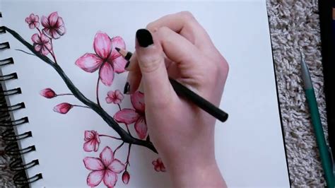 Drawing Cherry Blossoms Youtube