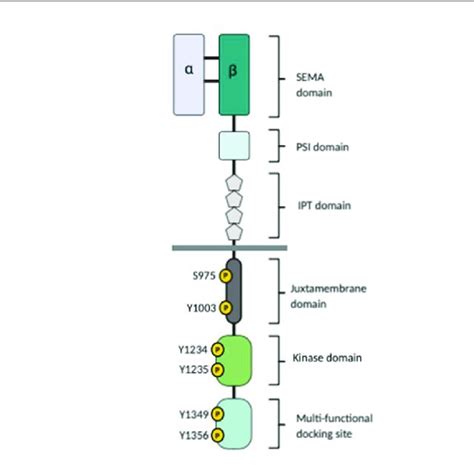 Structure Of C MET Receptor The Extracellular Domain Consisting Of