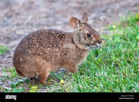 Marsh Rabbit Sylvilagus Palustris Florida Usa North America Animal