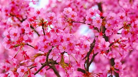 Cherry Blossom Pink Flowers Trees Branches Blur Background 4K HD ...