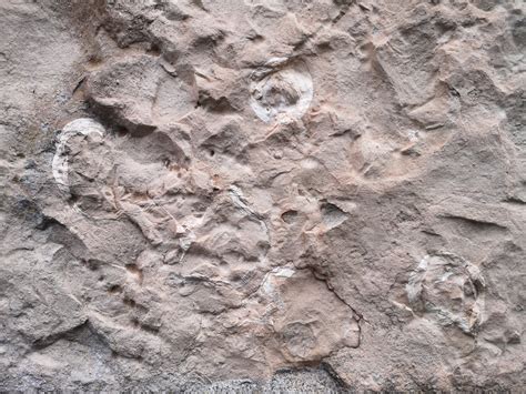 Pavement Geology On Twitter RT Steffaniwdavies Fossils In The