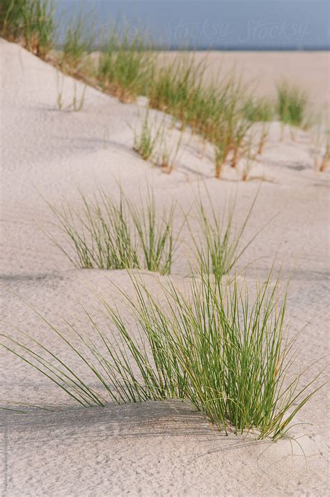 Grass plants on coastal beach sand dune by Matthew Spaulding - Stocksy ...