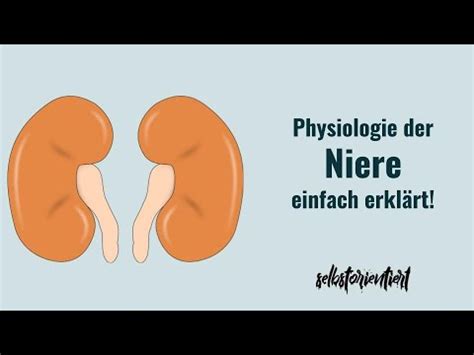 Physiologie Der Niere Einfach Erkl Rt Funktion Zusammenfassung