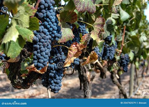 Grape Plantation In Winery Santiago Chile Stock Image Image Of