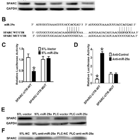 Mir Downregulates Sparc Expression By Directly Targeting Its Utr