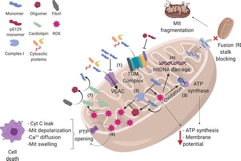 Frontiers Alpha Synuclein Physiology And Pathology A Perspective On