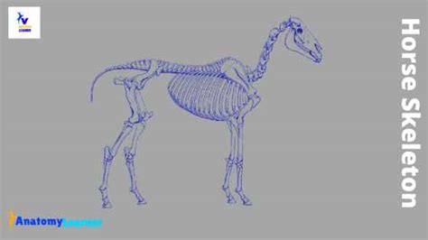 Horse Skeleton Anatomy - Osteological Features of Bones from Equine ...