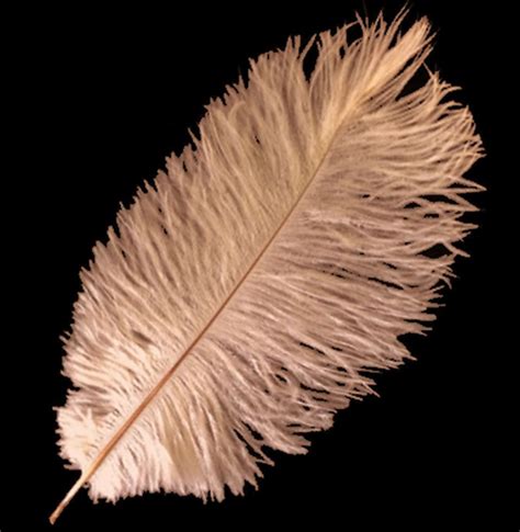 Peach Ostrich Feather Large Feathers Feather Planet