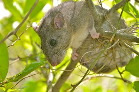 Eastern Woodrat - eMuseum of Natural History