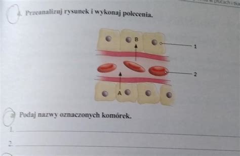 30 Wymiana gazowa w płOPrzeanalizuj rysunek i wykonaj polecenia B2A