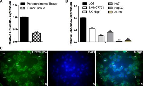 Analysis The Expression Of Linc00052 In Hcc Tissue And Hcc Cell Lines