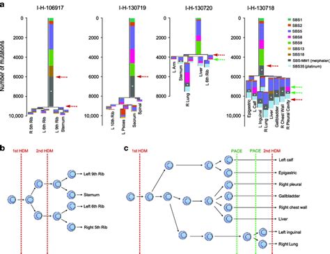 Timeline Of Mutational Signatures A Mutational Signature Contribution