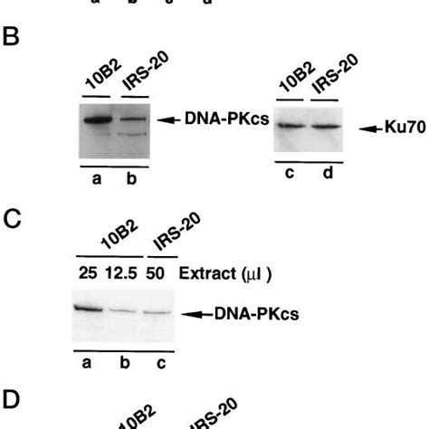 The Irs 20 Dna Pkcs Has Diminished Protein Kinase Activity A Dna Pkcs