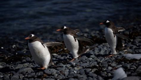 Are penguins at risk after deadly bird flu hits Antarctica for first ...