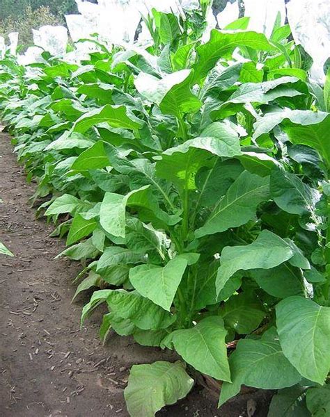 Golden Seal Special Burley Tobacco Seeds - Huge selection! Many ...