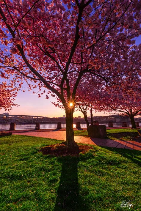 Cherry Blossoms at Sunrise on the Willamette (2014) | Portland, Oregon