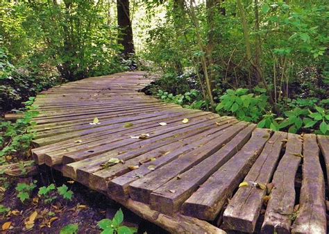 Free Images Landscape Forest Swamp Deck Wood Walkway Web