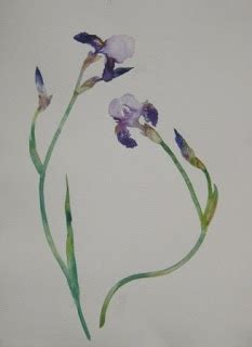 Jane Minter S Sketchbook Wild Iris Wild Iris Watercolor Flowers