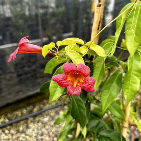 Bignonia Capreolata Tangerine Beauty Piedmont Carolina Nursery