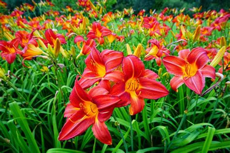 Daylilies Varieties Growing Plant Care Plantura