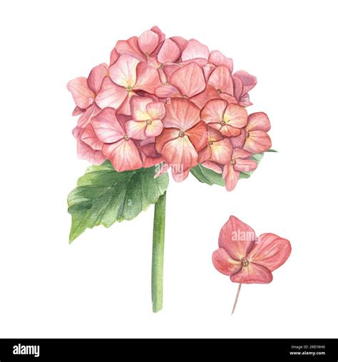 Vintage Blooming Hydrangea Branch Composition In Autumn Trendy Colors