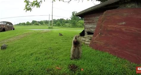 About groundhogs: Appearance, biology, life cycle, habitat, diet, behavior