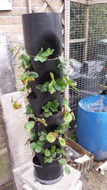 Hydroponic Strawberry Tower Diy Star Woodard