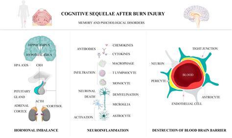 Frontiers Researches On Cognitive Sequelae Of Burn Injury Current