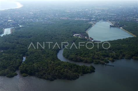 Luas Lahan Mangrove Di Bali Antara Foto