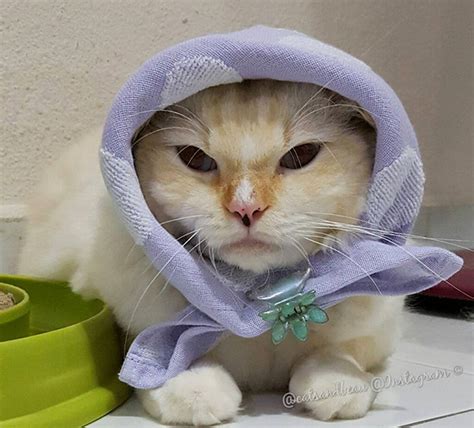 Babushka Cats That Look Like Old Russian Ladies