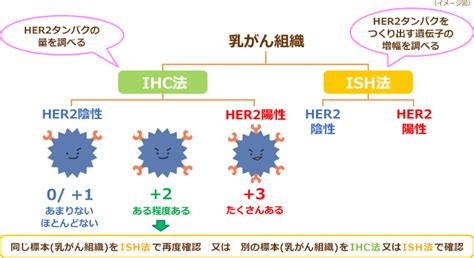 Her2検査 Her2陽性乳がんとは 乳がんとは Her2陽性乳がんインフォームドコンセントツール 中外製薬株式会社