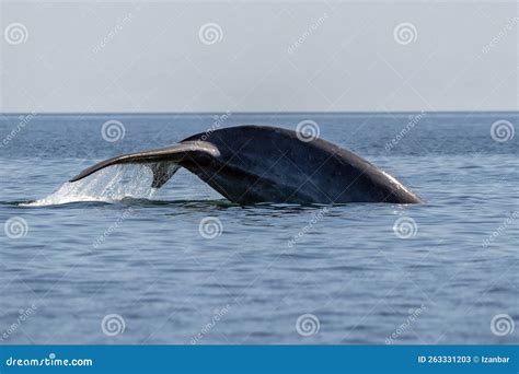 Ballena Azul En Loreto Baja California México Puso En Peligro Al Animal